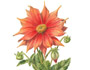 Dahlia