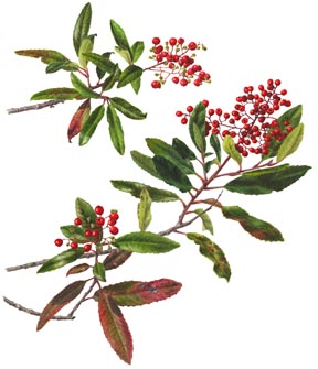 chaparral plant pictures