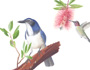 California birds