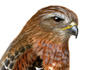 Hawk