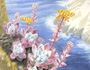 Dudleya