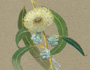 Eucalyptus