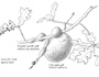 Oak galls
