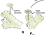 Marchantia