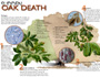 Sudden oak death