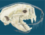 Otter