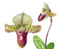 Paphiopedilum