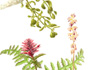 Parasitic plants