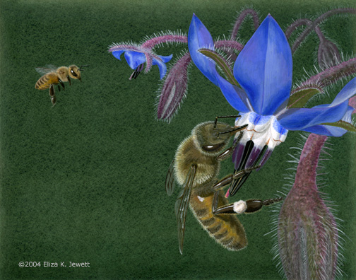 animals, Pollination