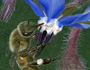 Pollination