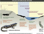 Salamander life cycle