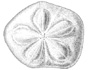 Sand dollar