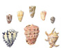 Shells