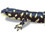 Tiger salamander