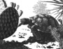 Tortoise