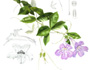 Trumpet vine