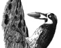 Woodpecker
